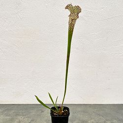 園芸ネット本店｜サラセニア の商品一覧【公式】