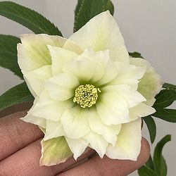 園芸ネット本店｜よりどりお買い得コーナー:クリスマスローズ 2ポット