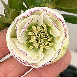 園芸ネット本店｜大和園さんのクリスマスローズ：24-14グリーンパステ