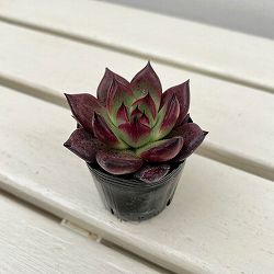 園芸ネット本店｜エケベリア の商品一覧【公式】