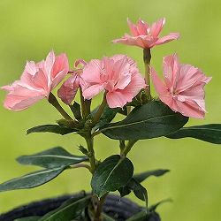 園芸ネット本店｜[26年5月中下旬予約]ニチニチソウ：天使のビンカ