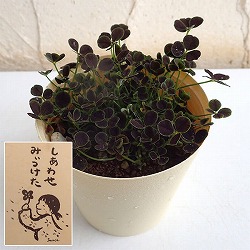 園芸ネット本店｜四つ葉のクローバー黒葉(しあわせ みぃつけた)3.5号