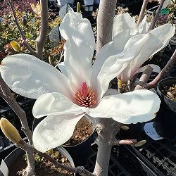 園芸ネット本店｜モクレン の商品一覧【公式】