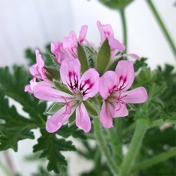 園芸ネット本店｜ニオイゼラニウム：ローズ（ローズゼラニウム）3号