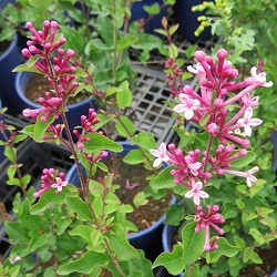 園芸ネット本店｜ライラック：プレジデントグレビー4-5号ポット の通販