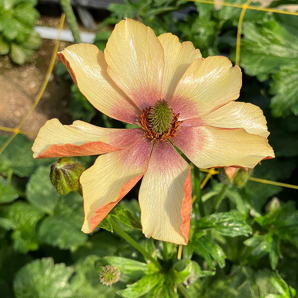 園芸ネット本店｜[送料無料]ラナンキュラス：ラックス ウラノス3.5-4号