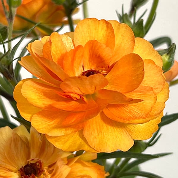 園芸ネット本店｜ラナンキュラス：ラックス ミネルバ3.5-4号ポット* 3