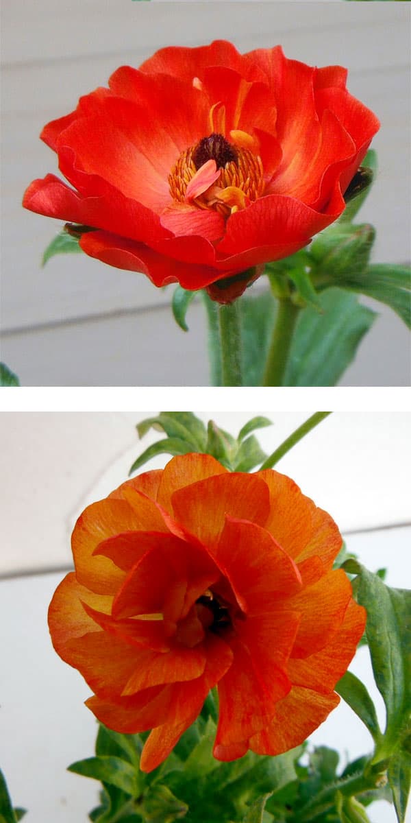 園芸ネット本店｜ラナンキュラス：ラックス ミノアン5号鉢植えカゴ入り