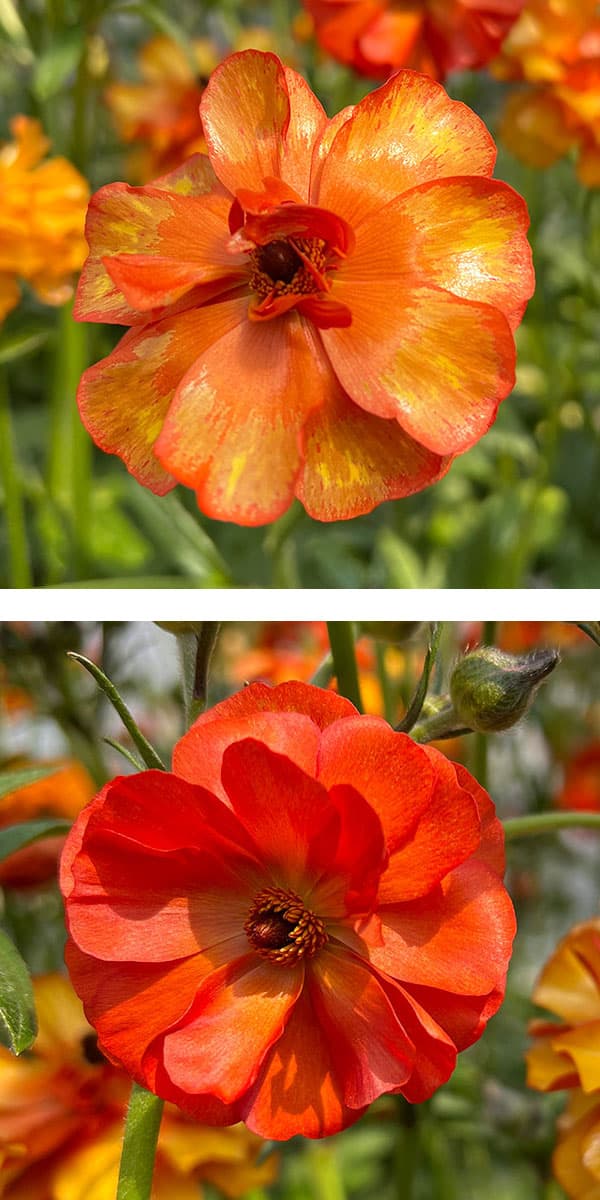 園芸ネット本店｜ラナンキュラス：ラックス ミノアン5号鉢植えカゴ入り