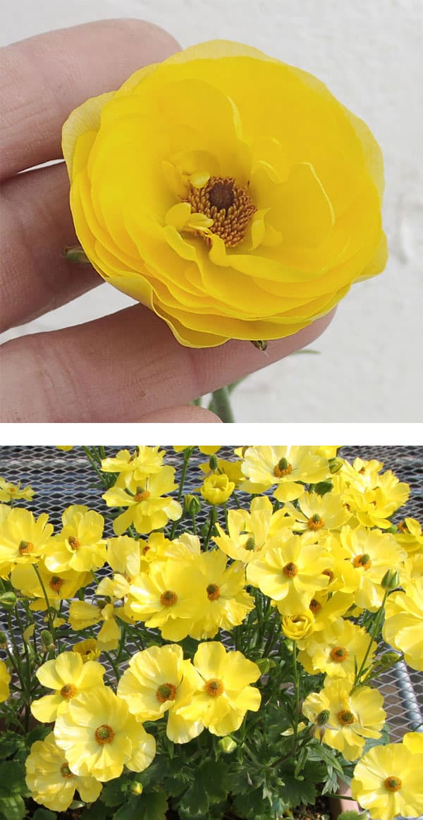 園芸ネット本店｜ラナンキュラス：ラックス3種セット／アリアドネ