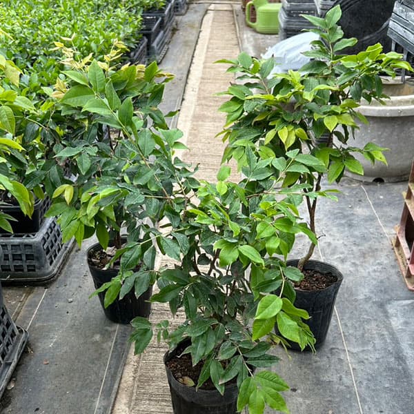 園芸ネット本店｜ジャボチカバ四季なり種5号鉢植え の通販【公式】