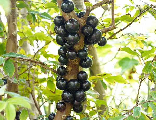 園芸ネット本店｜ジャボチカバ四季なり種5号鉢植え の通販【公式】