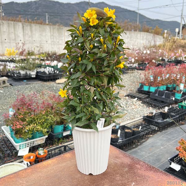 園芸ネット本店｜カロライナジャスミン5号鉢植え の通販【公式】
