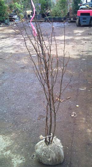 園芸ネット本店｜クロモジ株立ち（3本立ち程度）樹高1.5～1.6m根巻き