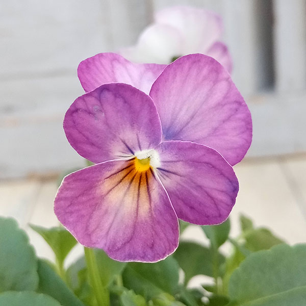 園芸ネット本店｜ビオラ：ビビ ピンクアンティーク3～3.5号ポット12株