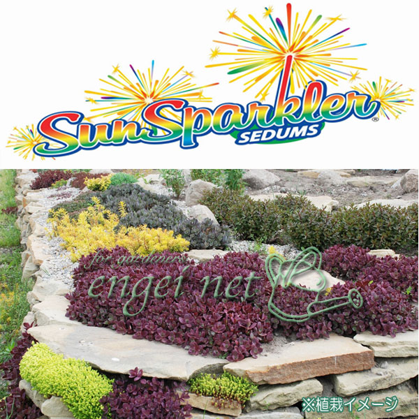 園芸ネット本店｜セダム：ファイヤークラッカー2.5-3号ポット の通販