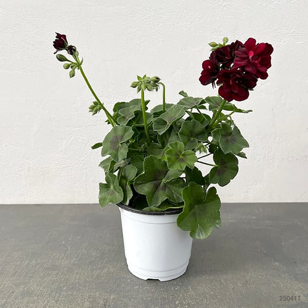 園芸ネット本店｜アイビーゼラニウム：シビルトミー4号ポット の通販