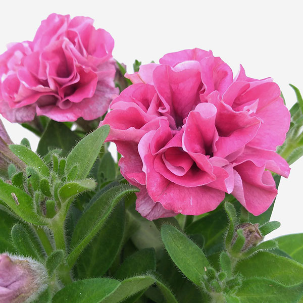 園芸ネット本店｜ペチュニア：ホイップマカロン バラエティ6品種セット