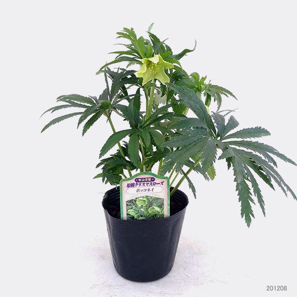 園芸ネット本店｜クリスマスローズ（原種系）：ボッコネイ4号ポット の