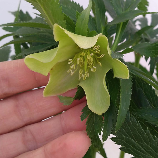 園芸ネット本店｜クリスマスローズ（原種系）：ボッコネイ4号ポット の