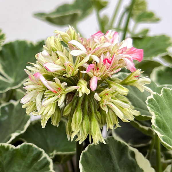 園芸ネット本店｜ゼラニウム：星咲きホワイトリング4号鉢植え の通販