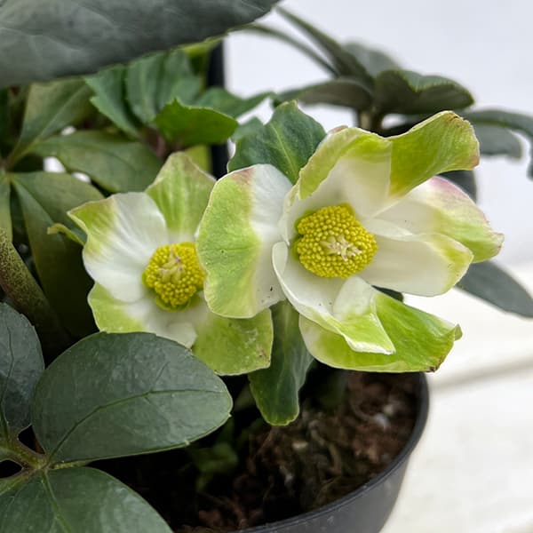 園芸ネット本店｜クリスマスローズ（原種系）：*ニゲルHGCジュベリオ