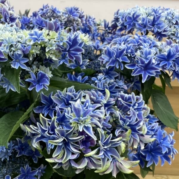 園芸ネット本店｜[春の鉢花予約]アジサイ：月虹（ゲッコウ）ブルー5.5