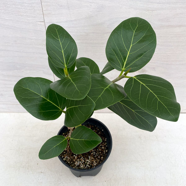 園芸ネット本店｜フィカス：ベンガレンシス オードリー 5号鉢植え の