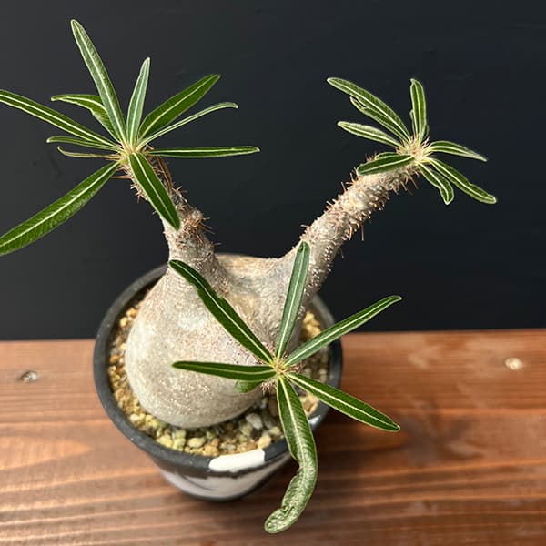 園芸ネット本店｜パキポディウム：グラキリス（発根済み株）3.5号（G29