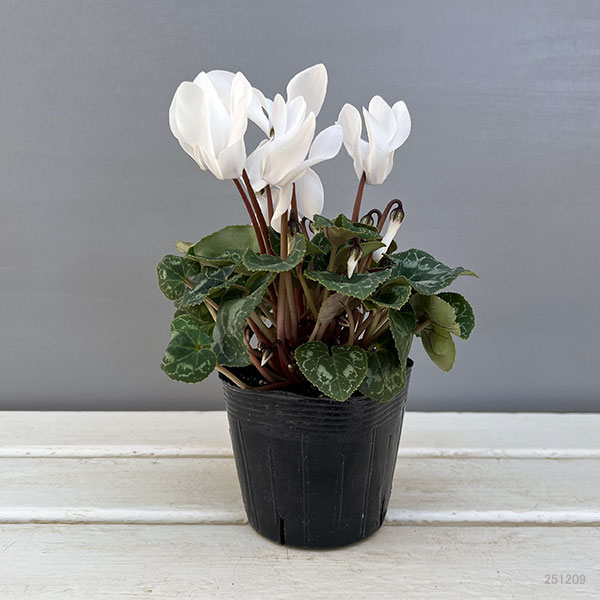 園芸ネット本店｜シクラメン：ドリームスケープ ホワイト3.5号ポット