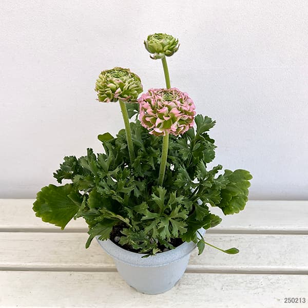 園芸ネット本店｜ラナンキュラス：ポンポン ハーマイオニー6号鉢植え