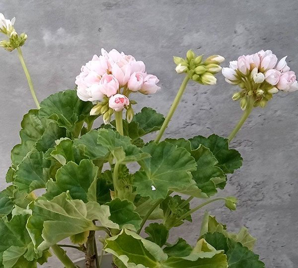 園芸ネット本店｜ゼラニウム（チューリップ咲き）：エマ5号鉢植え の