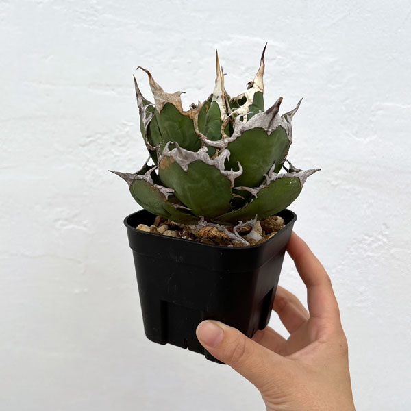 園芸ネット本店｜アガベ：チタノタ シーザー（凱撤） 8cm角鉢植え の