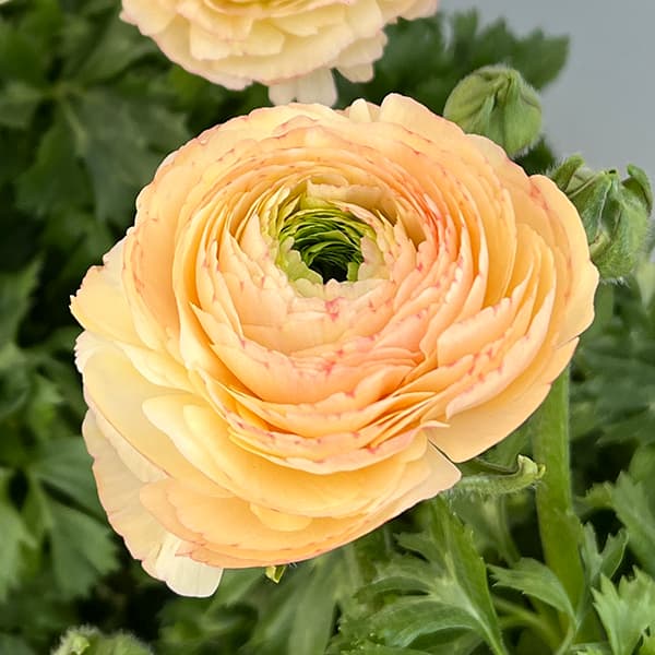 園芸ネット本店｜ラナンキュラス：サクセス トアレグ6号鉢植え の通販
