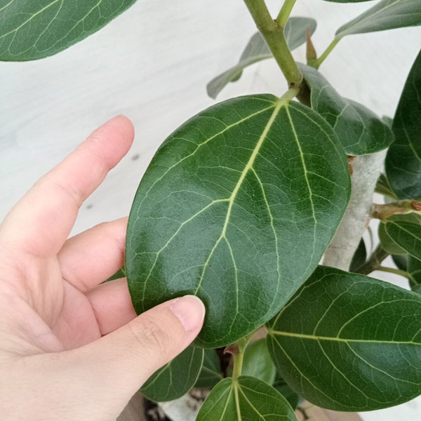 園芸ネット本店｜フィカス：ベンガレンシス（曲げ仕立て） 7号鉢植え