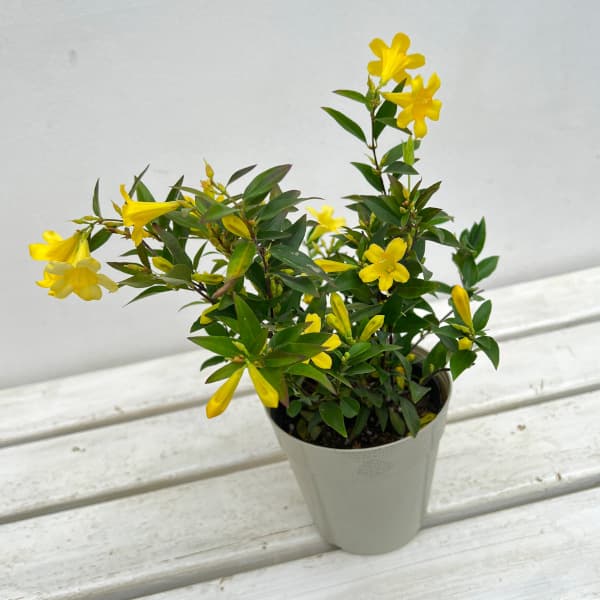 園芸ネット本店｜カロライナジャスミン4号鉢植え の通販【公式】