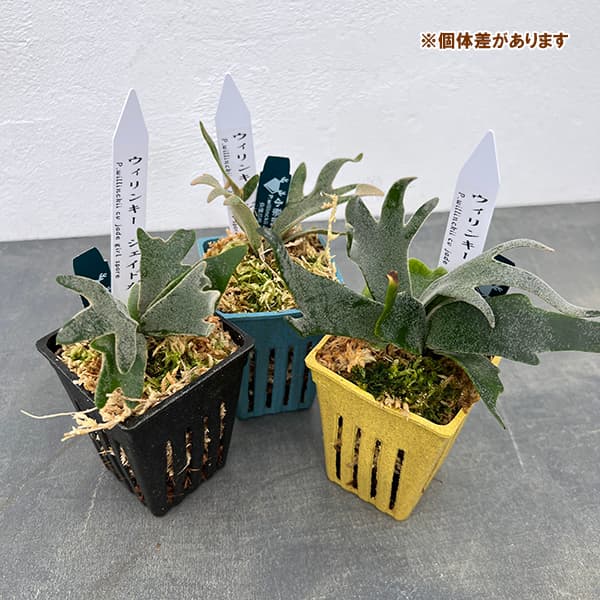 園芸ネット本店｜ビカクシダ（コウモリラン）：人気レアウィリンキー