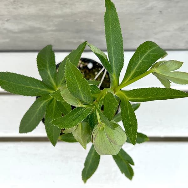 園芸ネット本店｜大和園さんのクリスマスローズ：25-20グリーンパステ