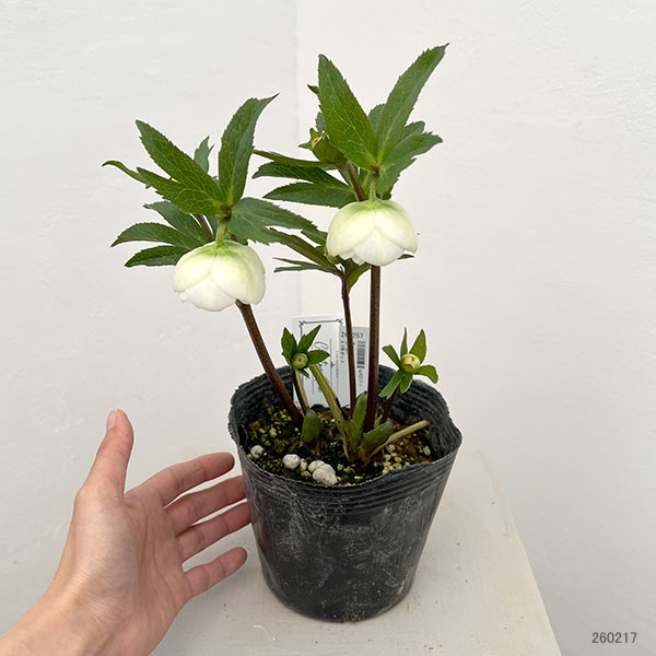 園芸ネット本店｜大和園さんのクリスマスローズ：26-06ダブル／4.5号