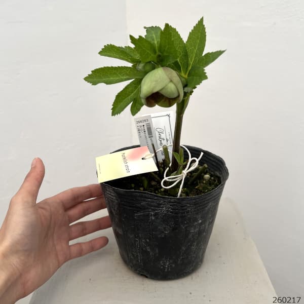 園芸ネット本店｜大和園さんのクリスマスローズ：26-12グリーンパステ