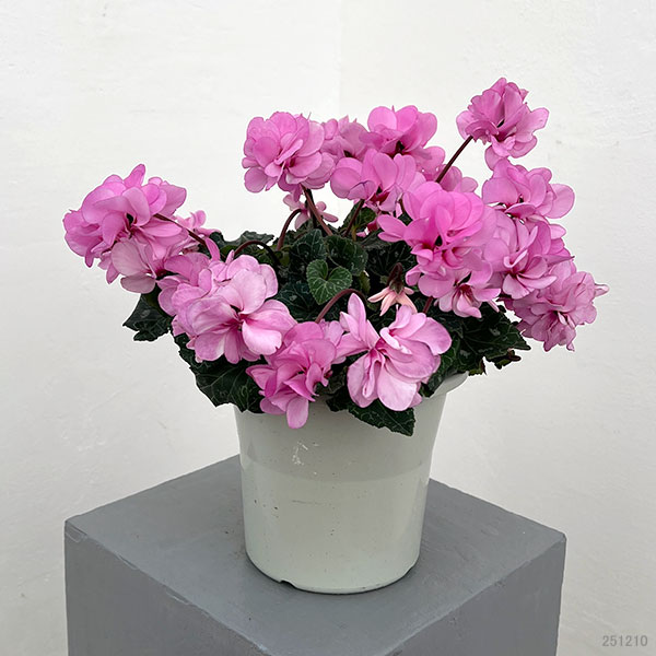 園芸ネット本店｜シクラメン（八重咲き）：ウインク ピンクハート