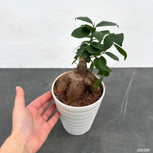 園芸ネット本店｜ガジュマル（多幸の木）4号鉢植え の通販【公式】