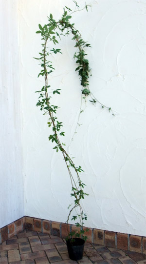 園芸ネット本店｜長尺つるもの：アケビ五葉 5号ポット長さ1.3～1.5m の