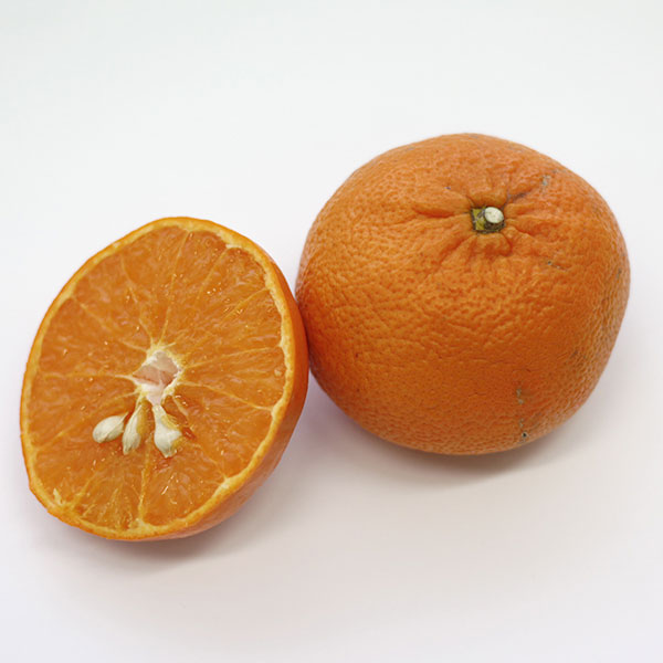 園芸ネット本店｜レイコウ（麗紅・れいこう）4～5号ポット の通販【公式】