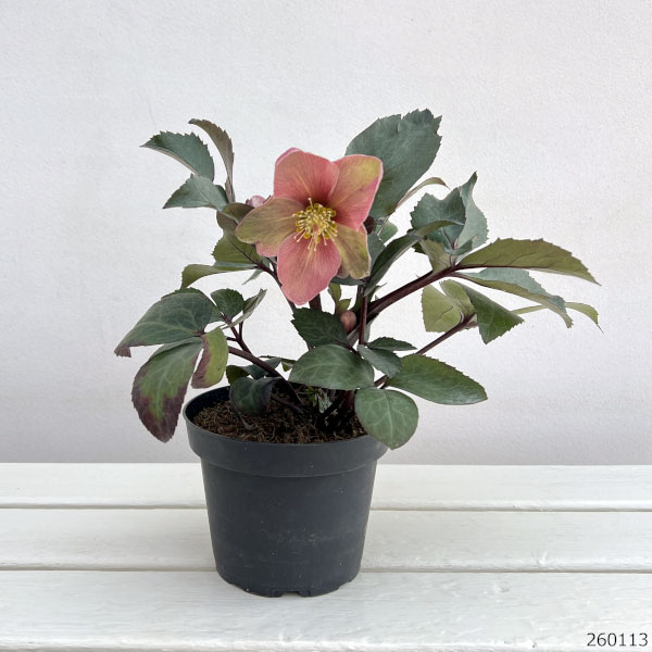 園芸ネット本店｜クリスマスローズ（原種交配）：*HGCピンクフロスト