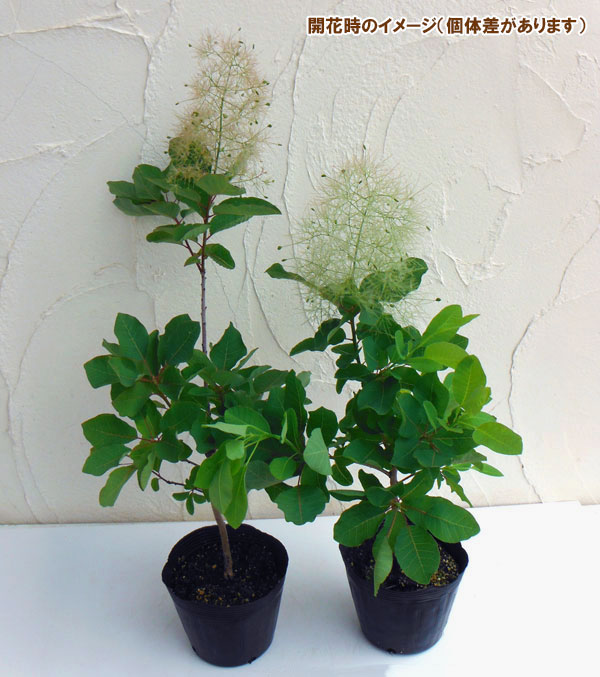 園芸ネット本店｜スモークツリー：スノーパフ5号ポット の通販【公式】