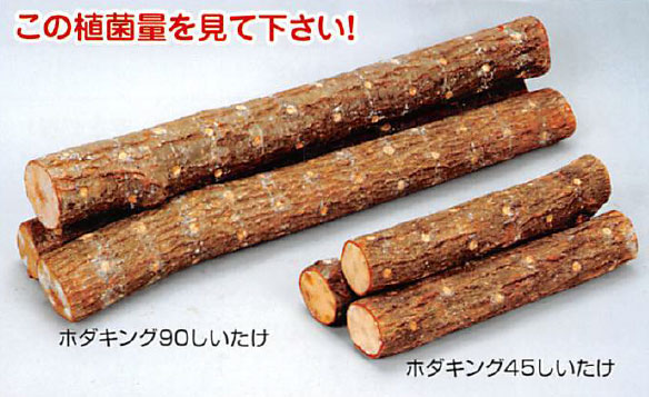 園芸ネット本店｜[送料無料]ホダキング（しいたけホダ木オガ菌完熟90cm