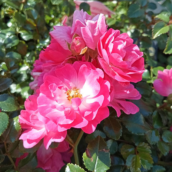 園芸ネット本店｜プチシャンテ：ハッピートレイルズ4-5号ポット（バラ