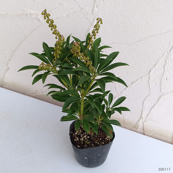 園芸ネット本店｜アセビ（馬酔木）：屋久島アセビ2.5～3号ポット の