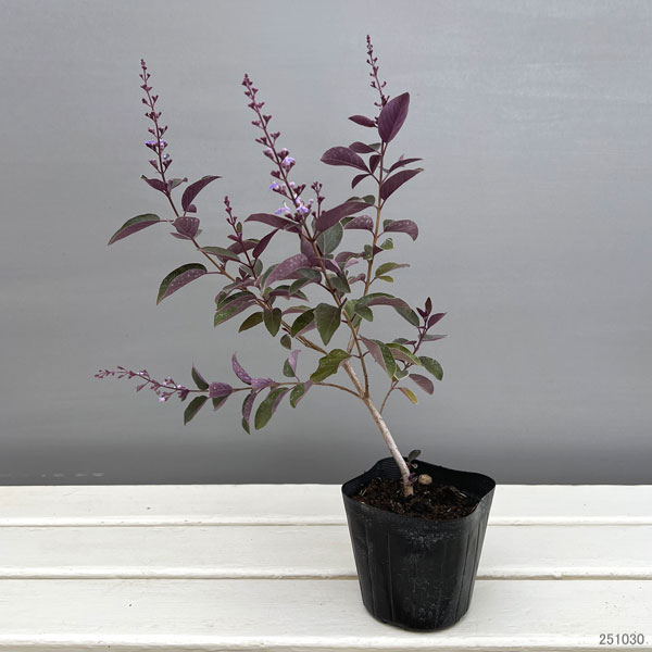 園芸ネット本店｜西洋ニンジンボク：パープル3～3.5号ポット（ミツバ